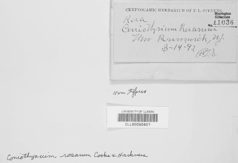 Coniothyrium rosarum image