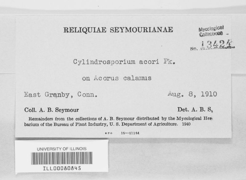 Cylindrosporium acori image