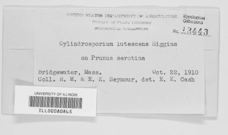 Cylindrosporium lutescens image
