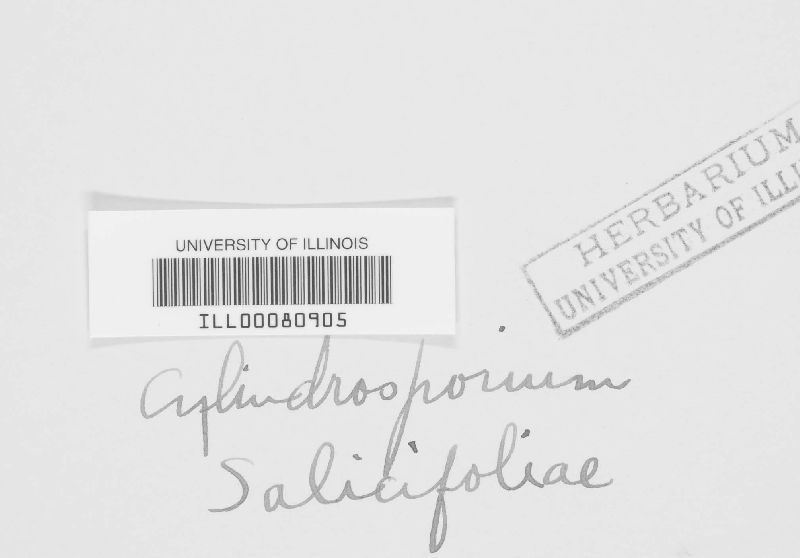 Cylindrosporium salicifoliae image