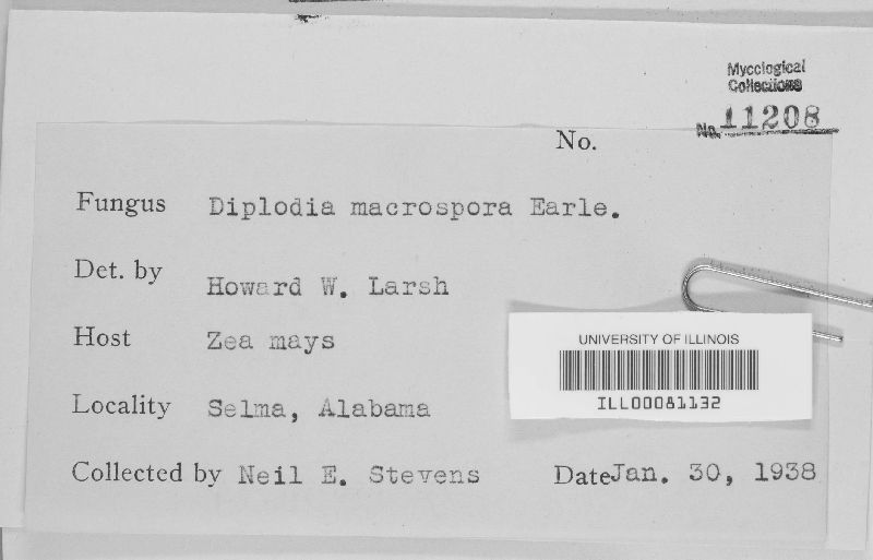 Stenocarpella macrospora image