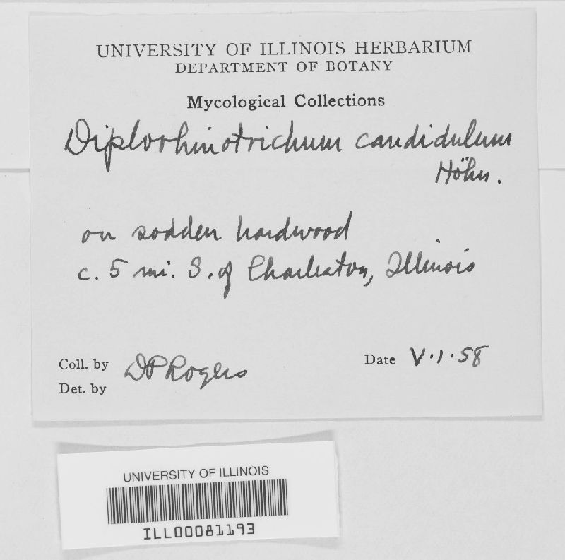 Dactylaria candidula image