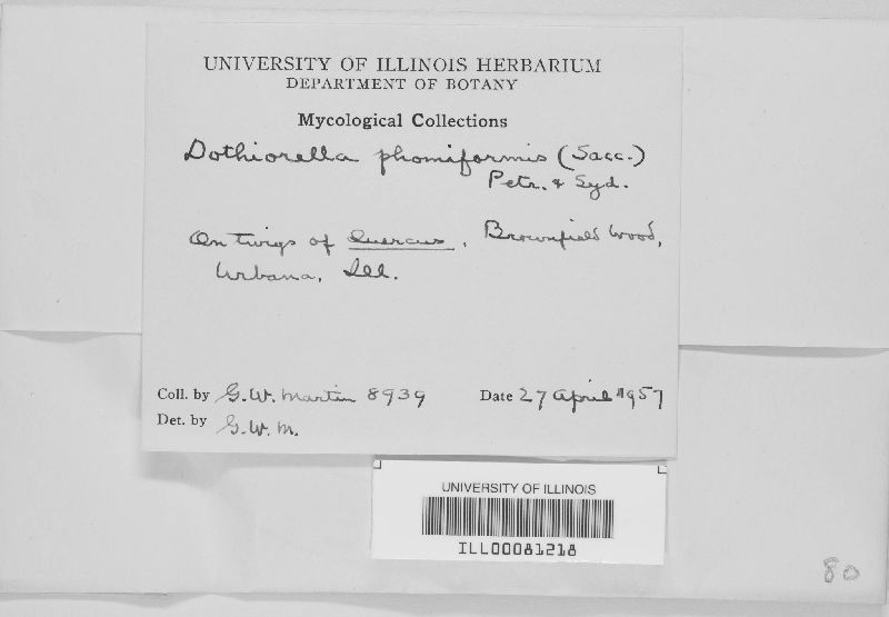 Dothiorella phomiformis image