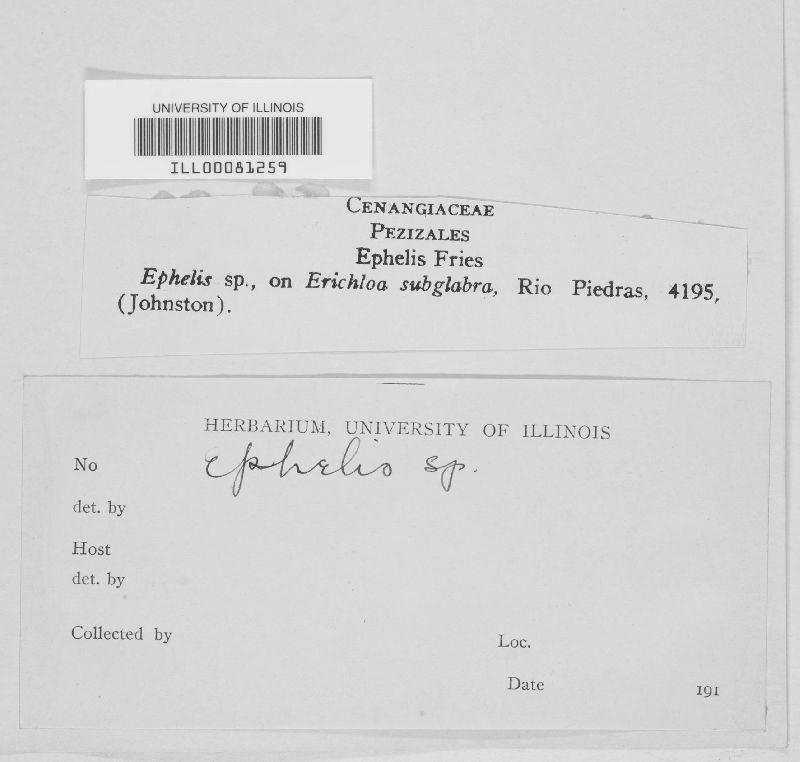 Ephelis image