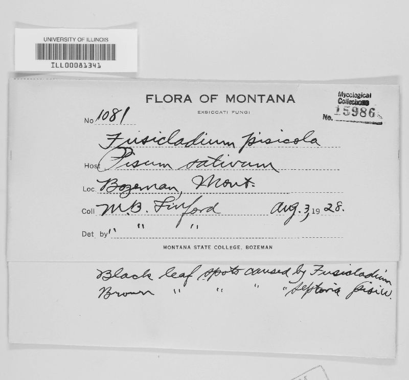 Fusicladium pisicola image