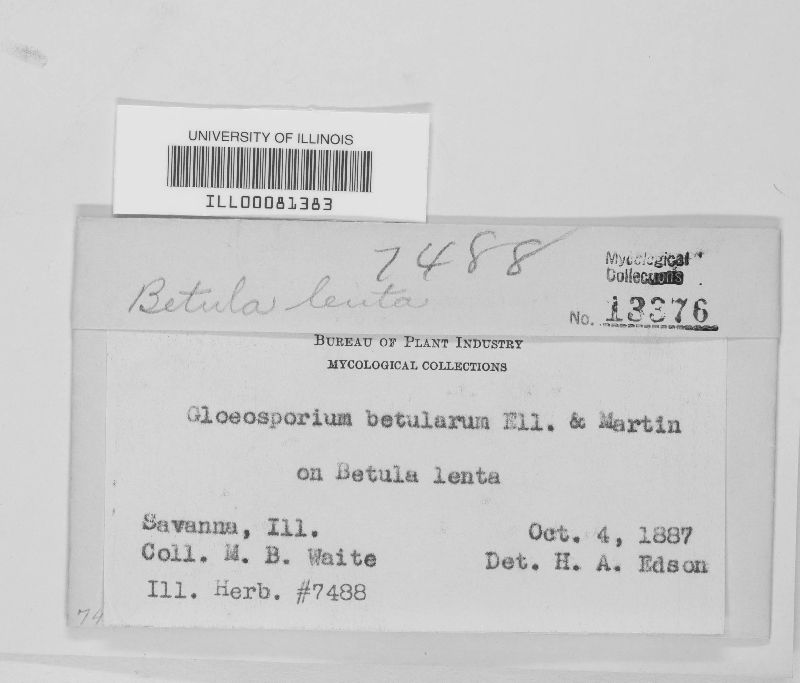 Gloeosporium betularum image