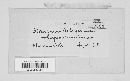 Gloeosporium robergei image