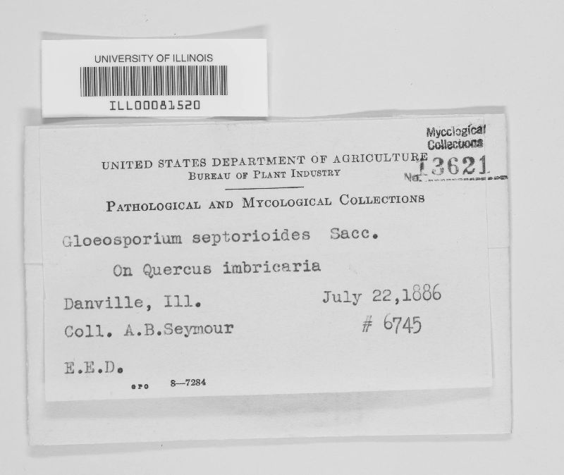 Gloeosporium septorioides image