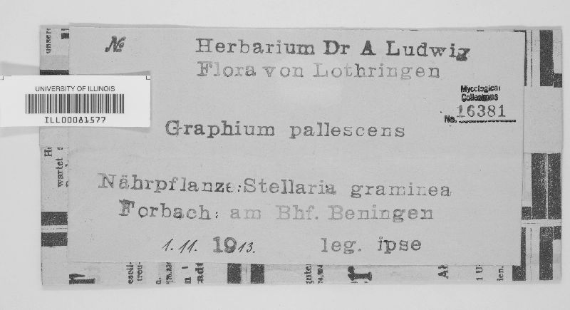 Graphium pallescens image