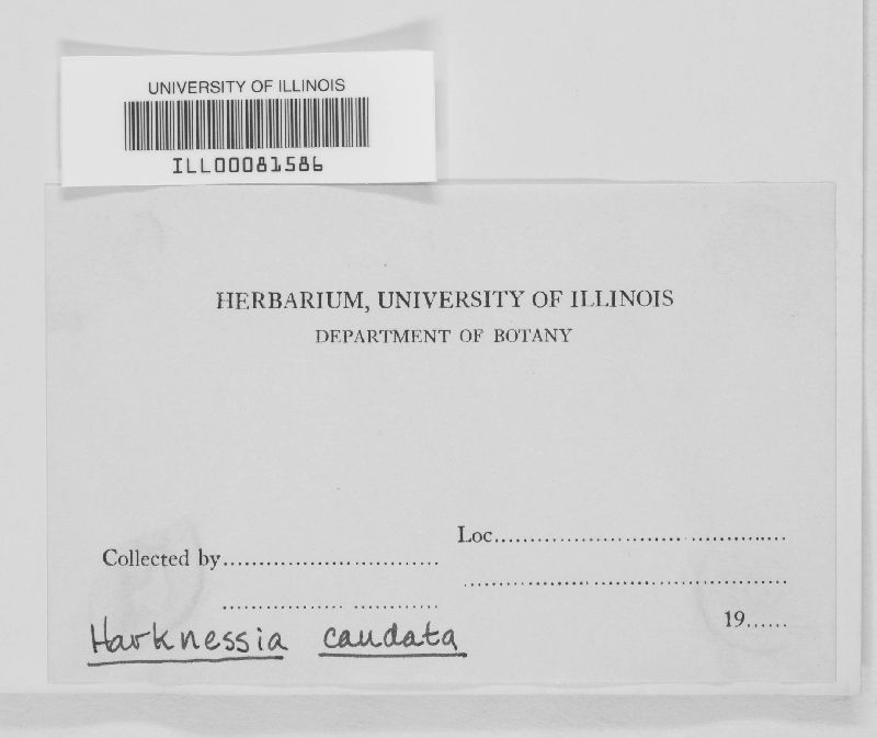 Harknessia caudata image
