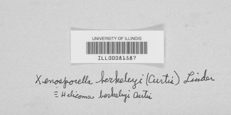 Helicoma berkeleyi image