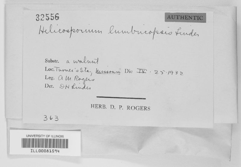 Helicosporium lumbricopsis image