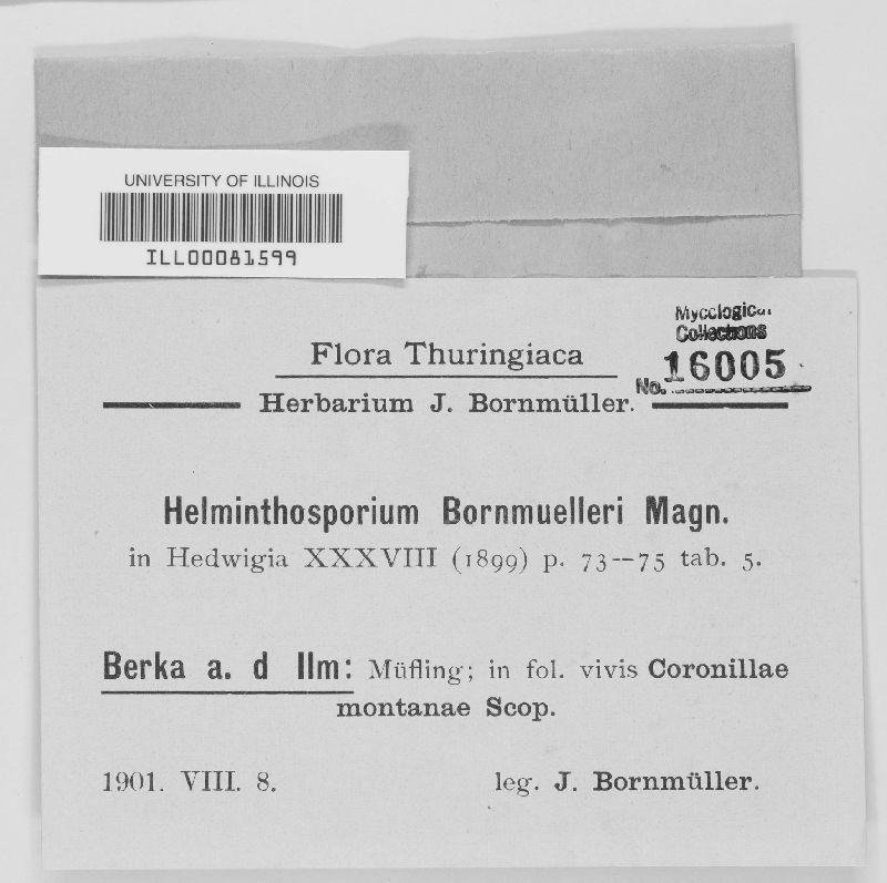 Helminthosporium bornmuelleri image