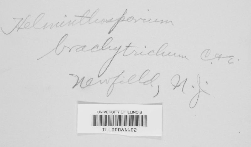 Helminthosporium brachytrichum image