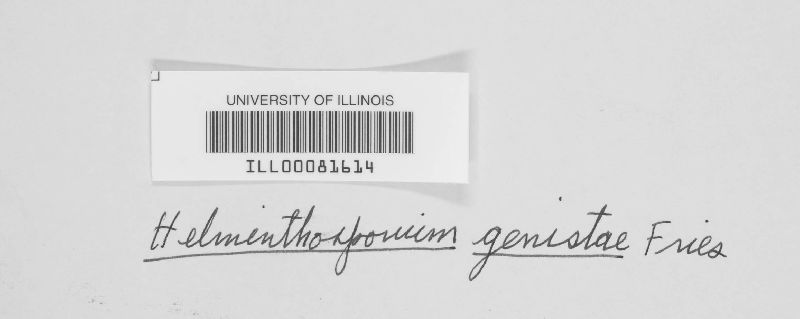 Helminthosporium genistae image