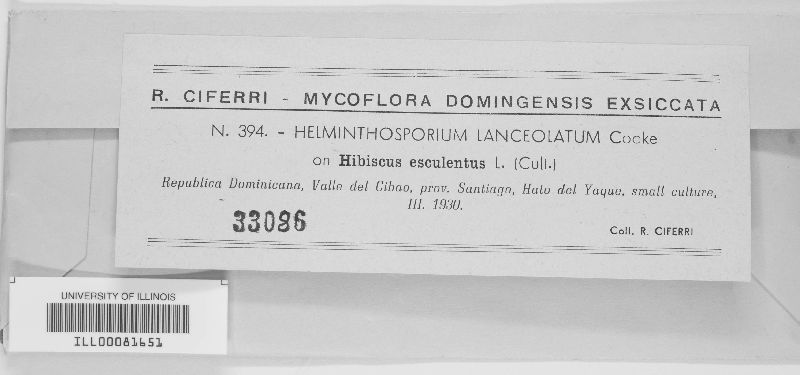 Helminthosporium lanceolatum image