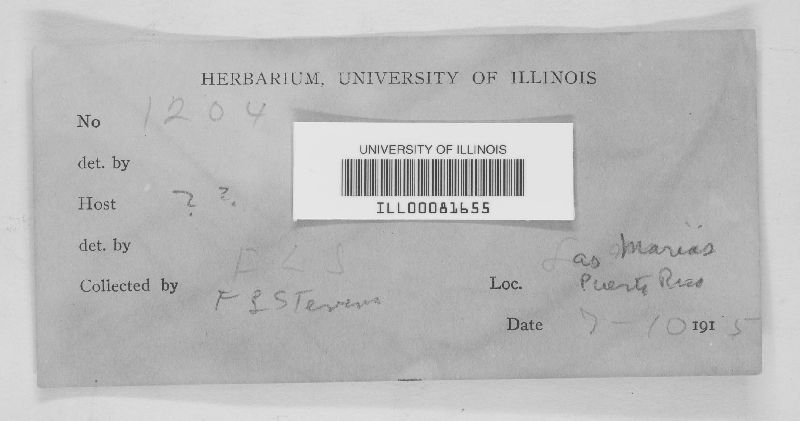 Helminthosporium maculosum image