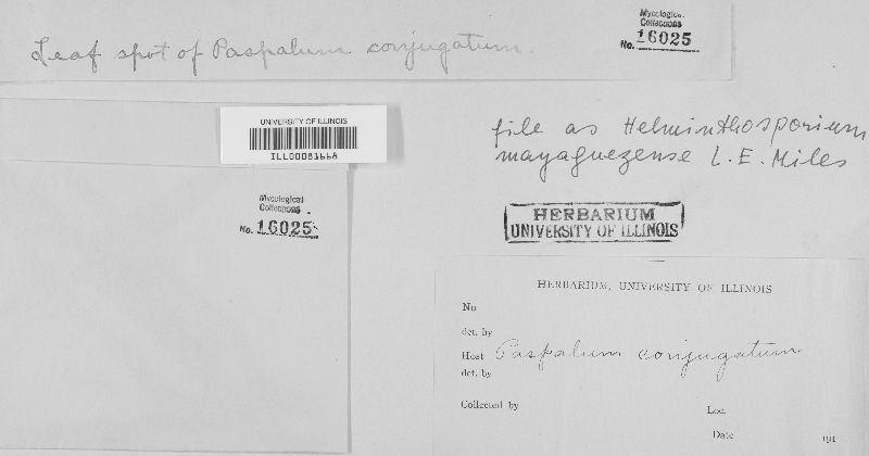 Helminthosporium mayaguezense image