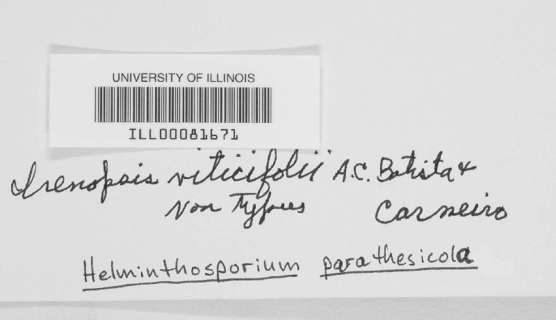 Helminthosporium parathesicola image