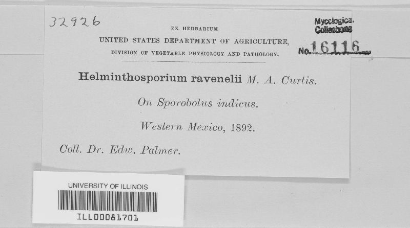 Cochliobolus ravenelii image