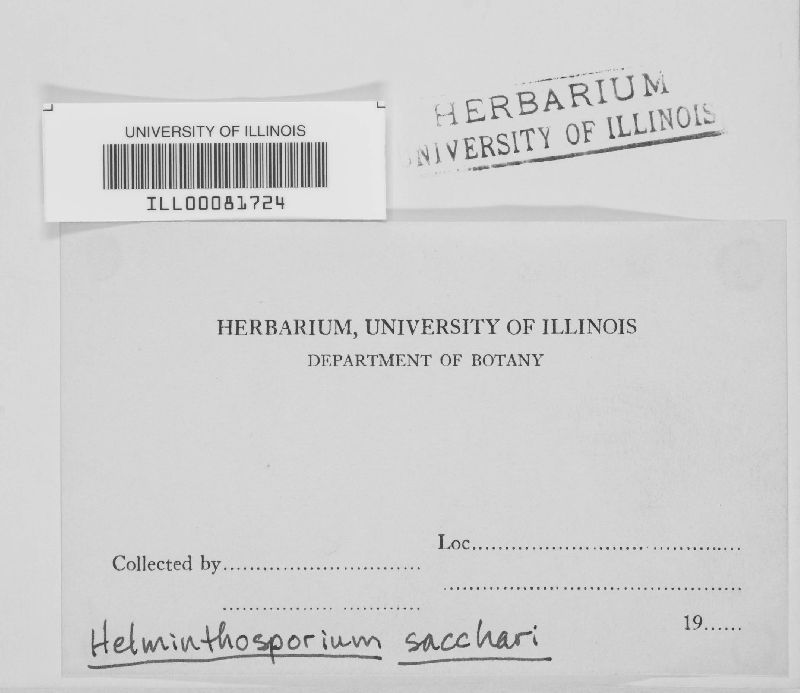 Bipolaris sacchari image