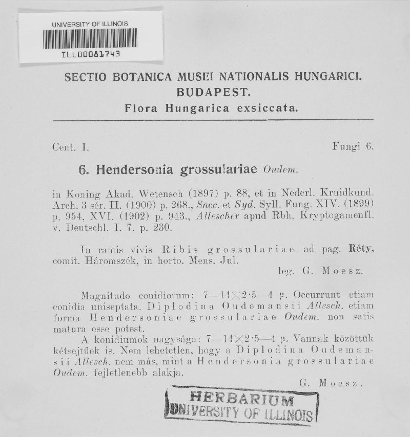 Hendersonia grossulariae image