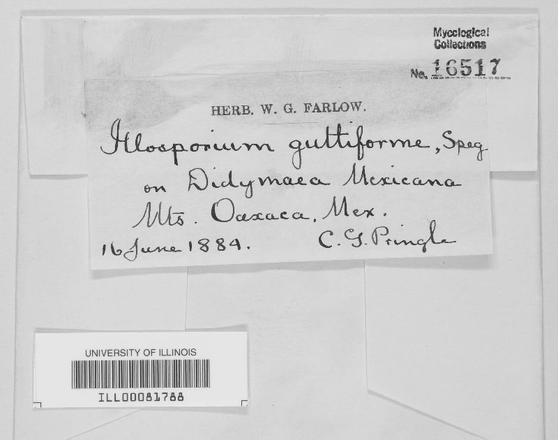 Illosporium guttiforme image