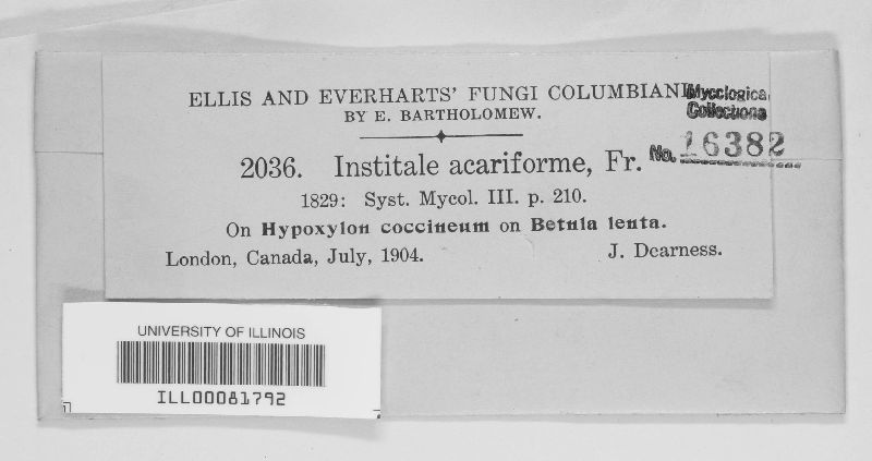 Institale acariforme image
