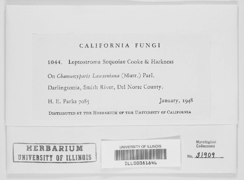 Leptostroma sequoiae image