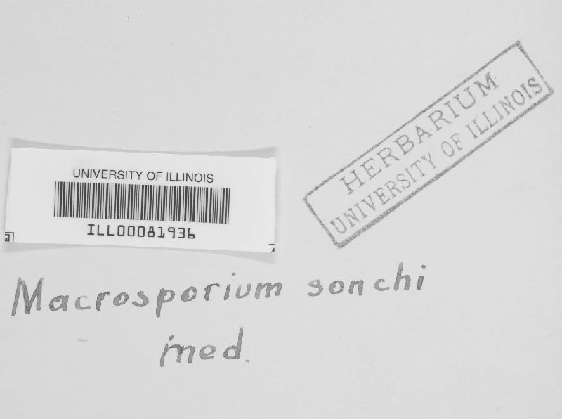 Macrosporium sonchi image