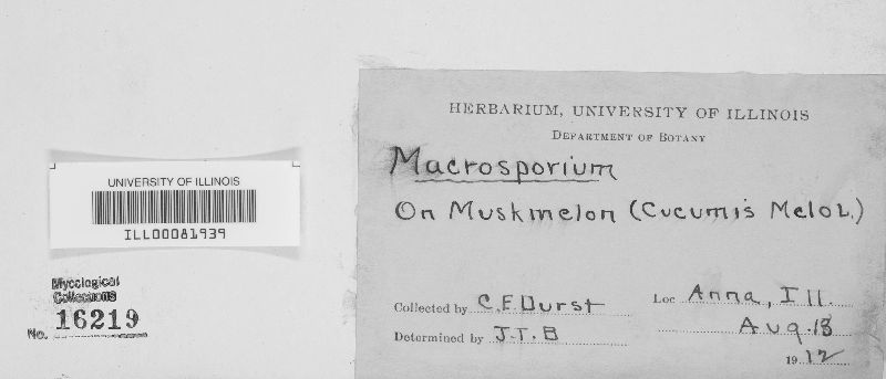 Macrosporium uredinis image