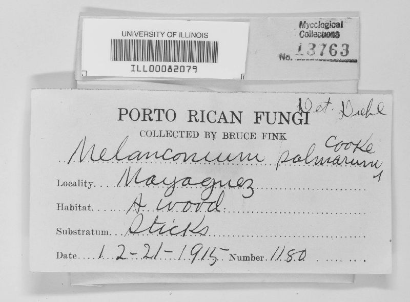 Melanconium palmarum image