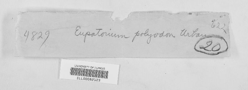 Microxyphium image