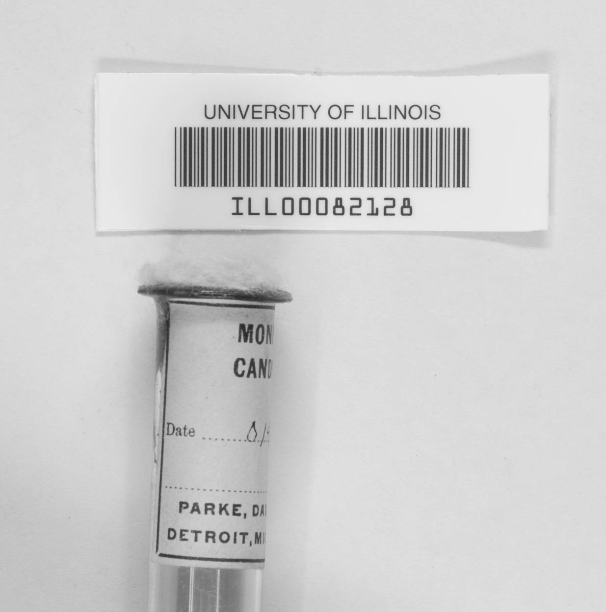 Nematogonum mycophilum image