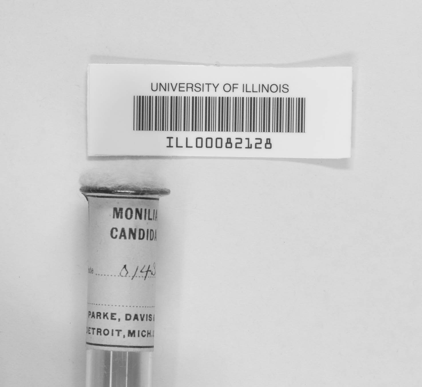 Candida tropicalis image