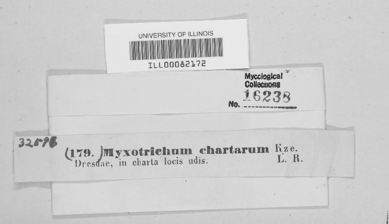 Myxotrichaceae image