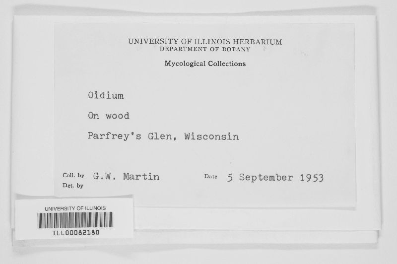 Oidium image