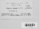 Piggotia fraxini image