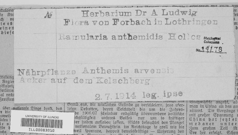 Ramularia anthemidis image