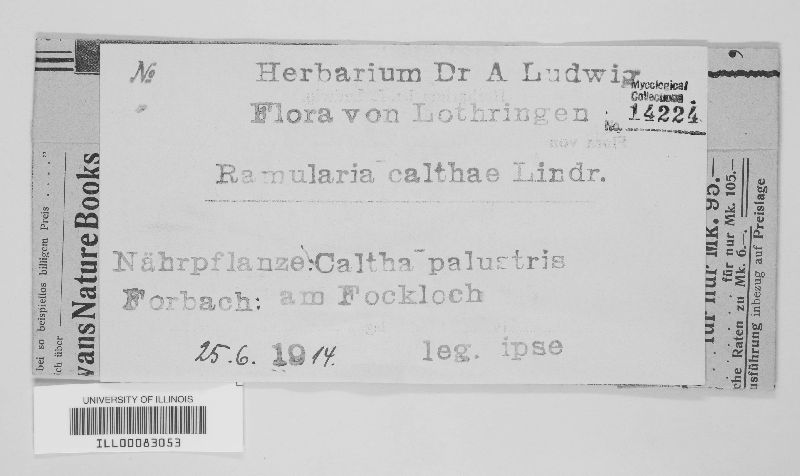 Ramularia didyma image