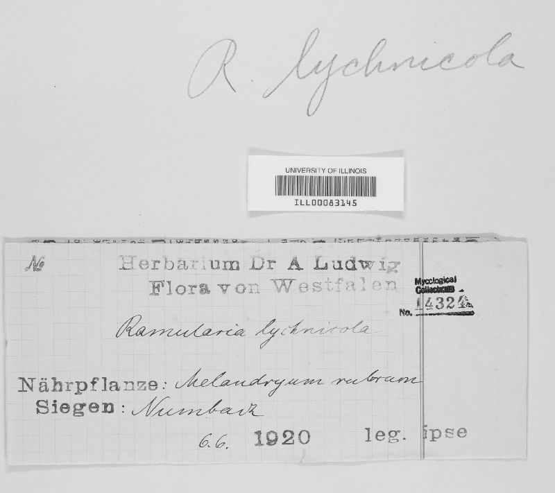 Ramularia lychnicola image