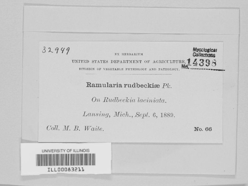Ramularia rudbeckiae image