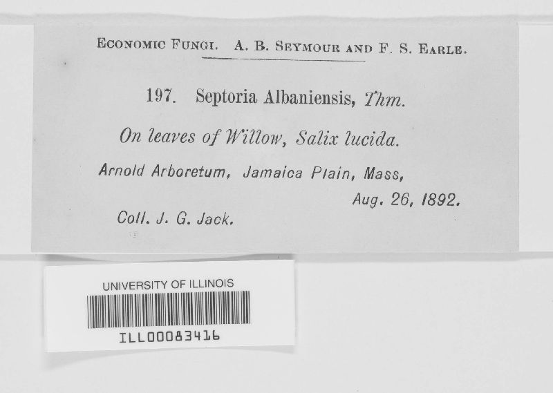 Septoria albaniensis image