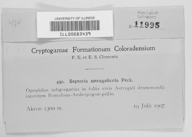 Septoria astragalicola image