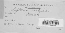 Septoria lactucae image