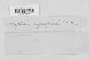 Septoria symploci image