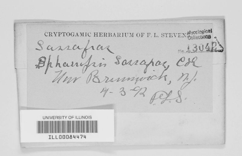 Sphaeropsis sassafras image