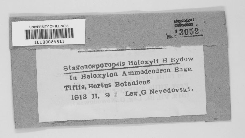Stagonosporopsis haloxyli image