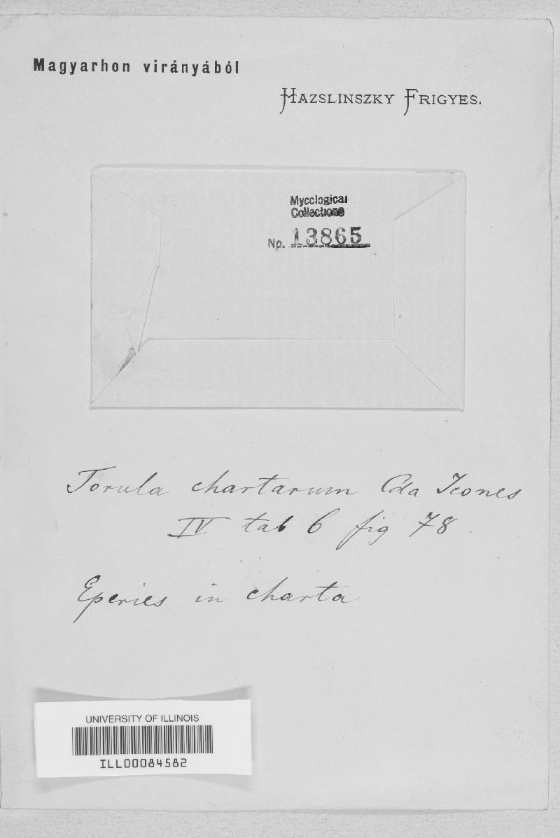 Oidium chartarum image