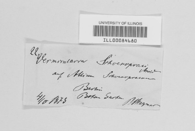 Mycosphaerella tassiana image